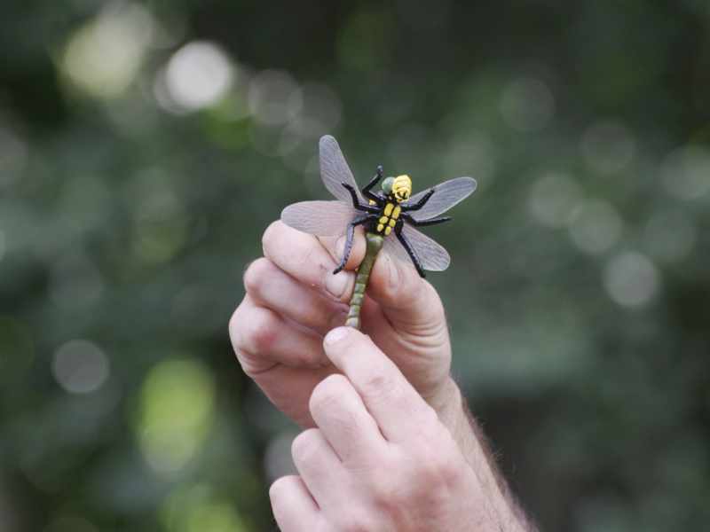 Slavkovský les 2025